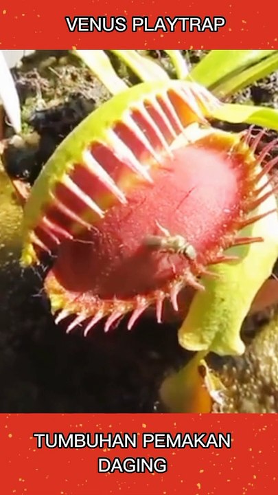 Venus playtrap