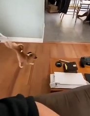 anjing berjalan 2 kaki