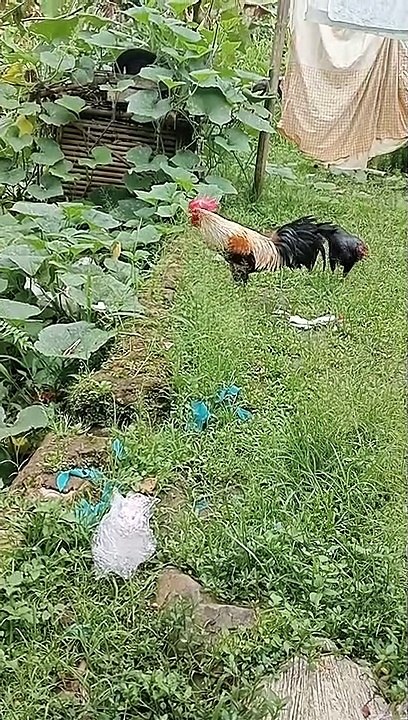 ayam berkokok