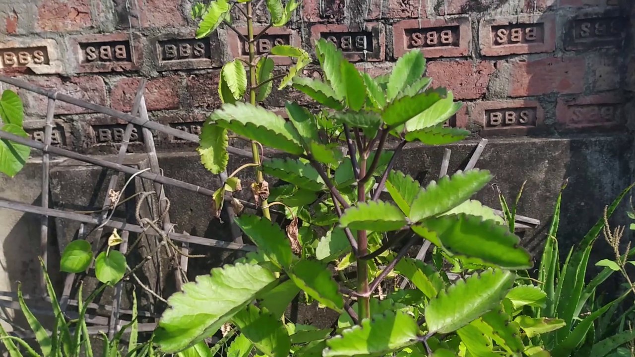 Patharkuchi gach