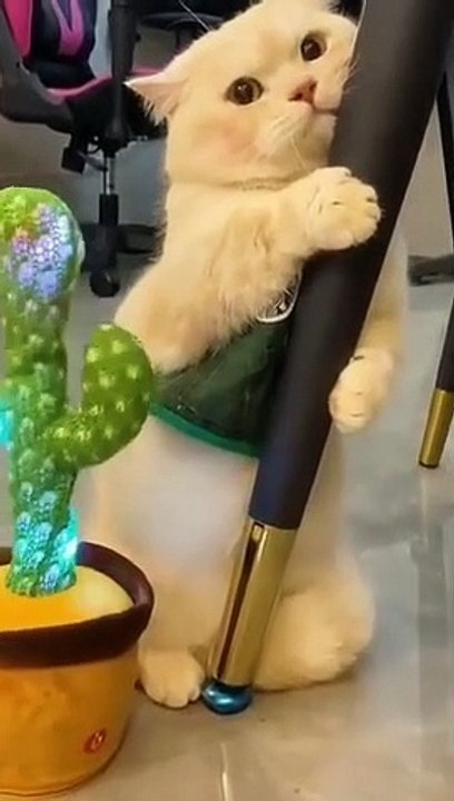 Kucing lucu