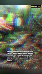 NGERI! IBU DI JAMBI TEWAS DITELAN ULAR PITON 7 METER