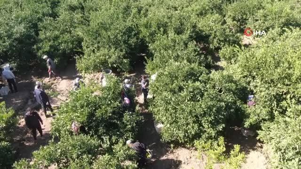 Sarı altın satsuma mandalinasında hasat zamanı