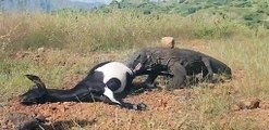 Komodo dragons smell dead goats owned by villagers