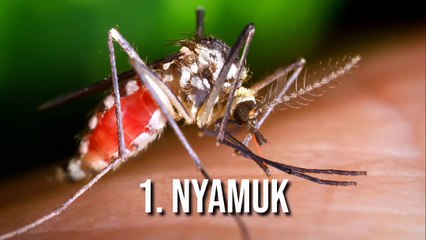 FAKTA SERANGGA YANG JARANG DIKETAHUI OLEH ORANG-ORANG