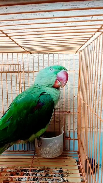 Talking Parrot Pahadi Parrot #talkingparrot #parrots