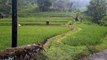 Kesejukan Desa Ciparasi Sobang Kabupaten Lebak Banten