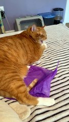 Snicker Doodle Lectures Owner About Her Sneeze