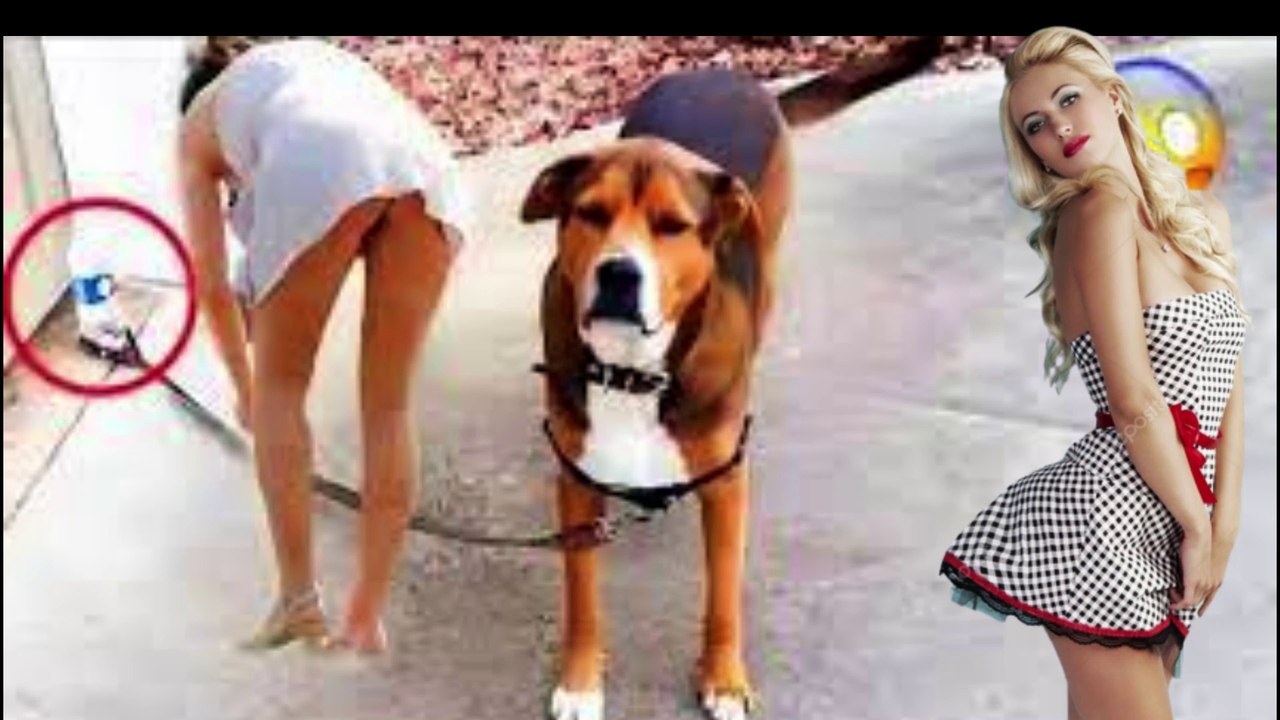 funny Animal Videos 2022  -funny Animal Videos 2022  - Funniest Cats And Dogs Videos @Funny Cat @Funny Cat