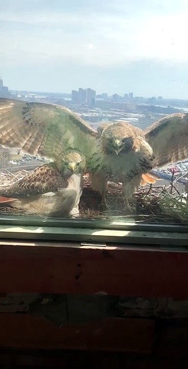 Hawk Slams Into The Window