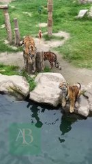 Tiger & Panda Zoo