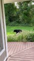 Bear Casually Walks Through Yard