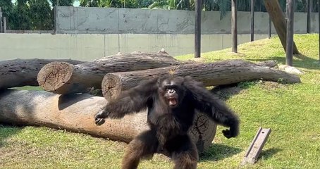 বাবুর জন্মদিনে চিড়িখানায় এলাহী ব্যাপার |OneIndia bengali