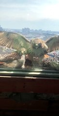 Hawk Slams Into The Window