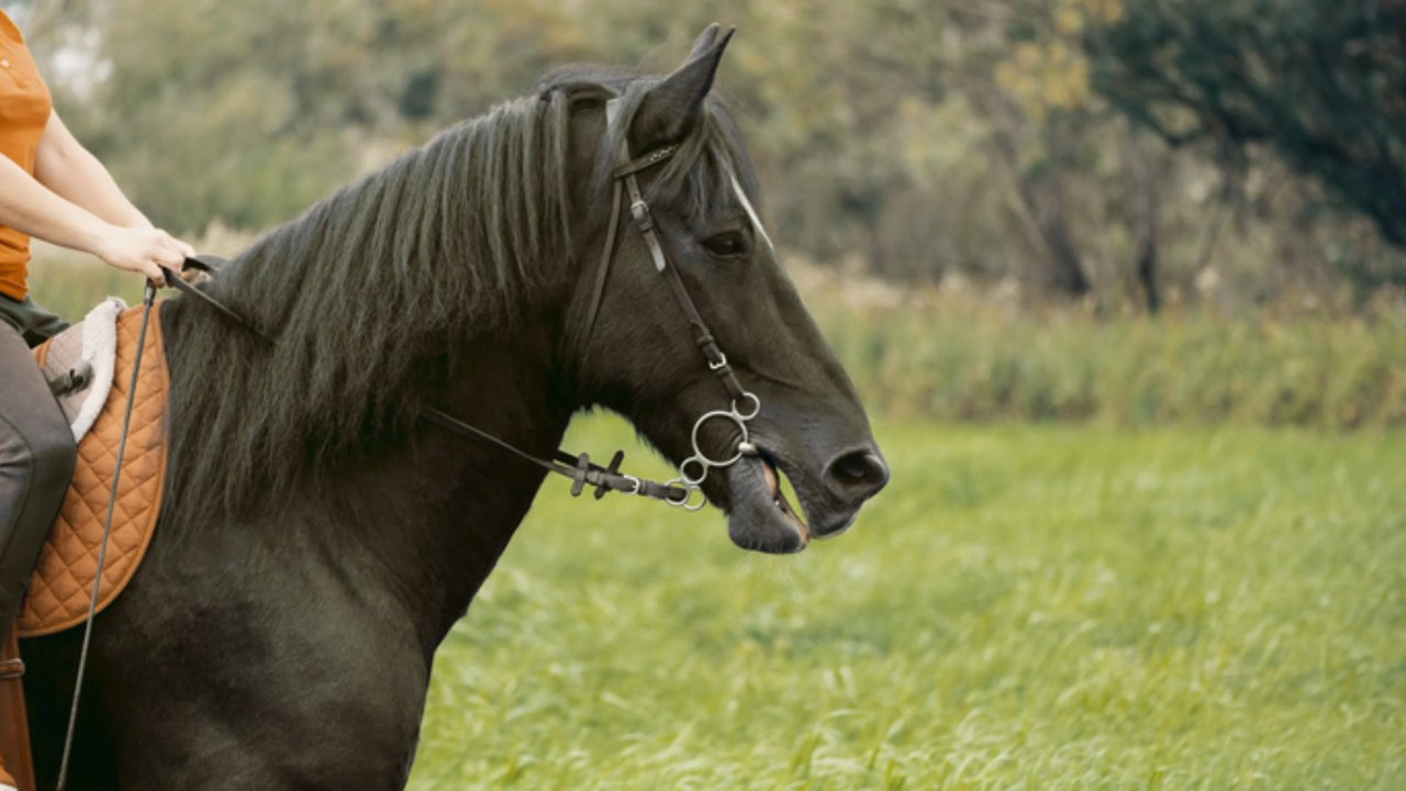 Tragischer autounfall: pferd und reiterin sterben