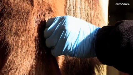 Kanüle im Hals: Wie trächtige Islandstuten auf "Blutfarmen" angezapft werden