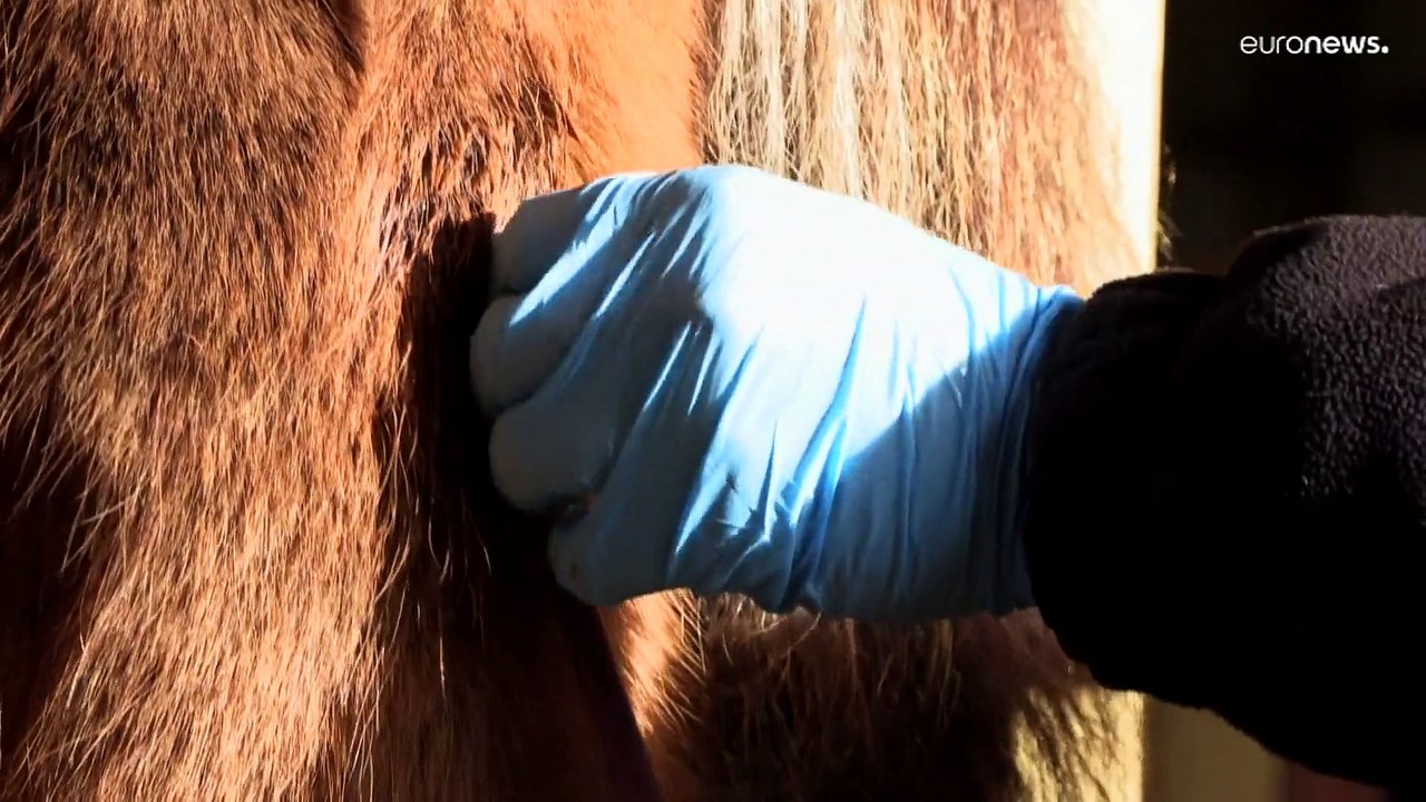 Kanüle im Hals: Wie trächtige Islandstuten auf 'Blutfarmen' angezapft werden