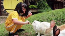 Kasih Makan Kelinci dan Perah Susu Sapi _ Mengenal Binatang Lucu