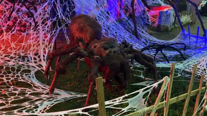 Huge spider takes over house in Rainham