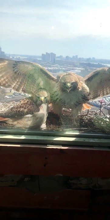 Hawk Slams Into The Window