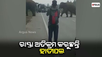Commuters Awestruck As Elephant Flock Crossing Road In Deogarh NH