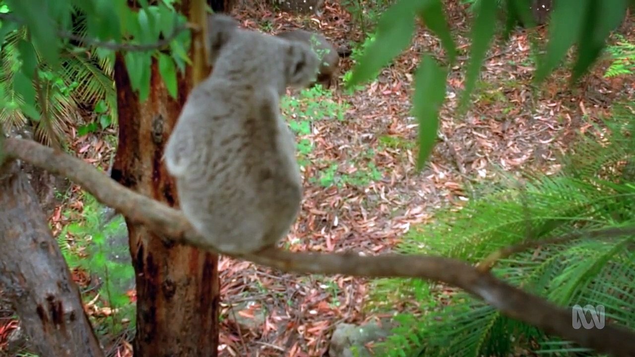 Australia Remastered - Se1 - Ep04 - Wombat Kingdom HD Watch HD Deutsch