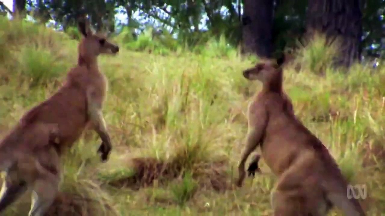Australia Remastered - Se1 - Ep03 - Platypus and Echidna HD Watch HD Deutsch