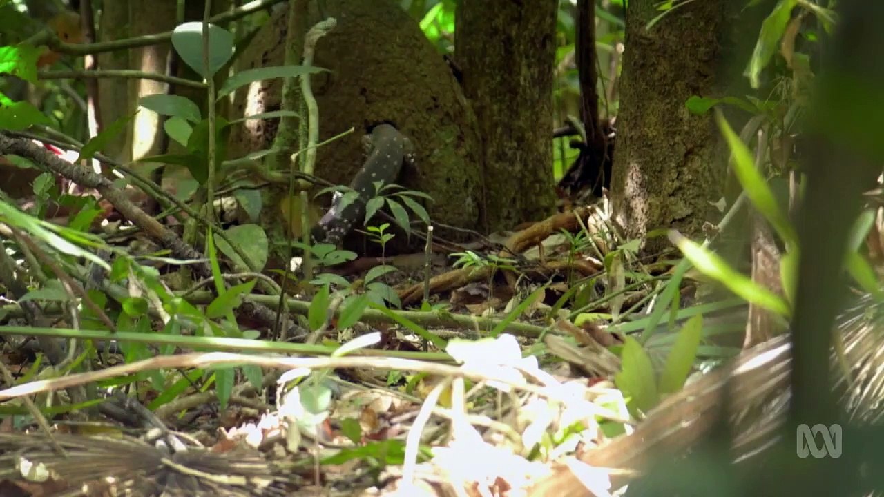 Australia Remastered - Se1 - Ep05 - Reptile Realm HD Watch HD Deutsch