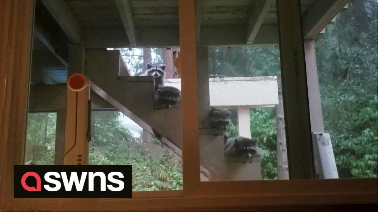 Man wakes up from nap to find four raccoons PEEKING into his house