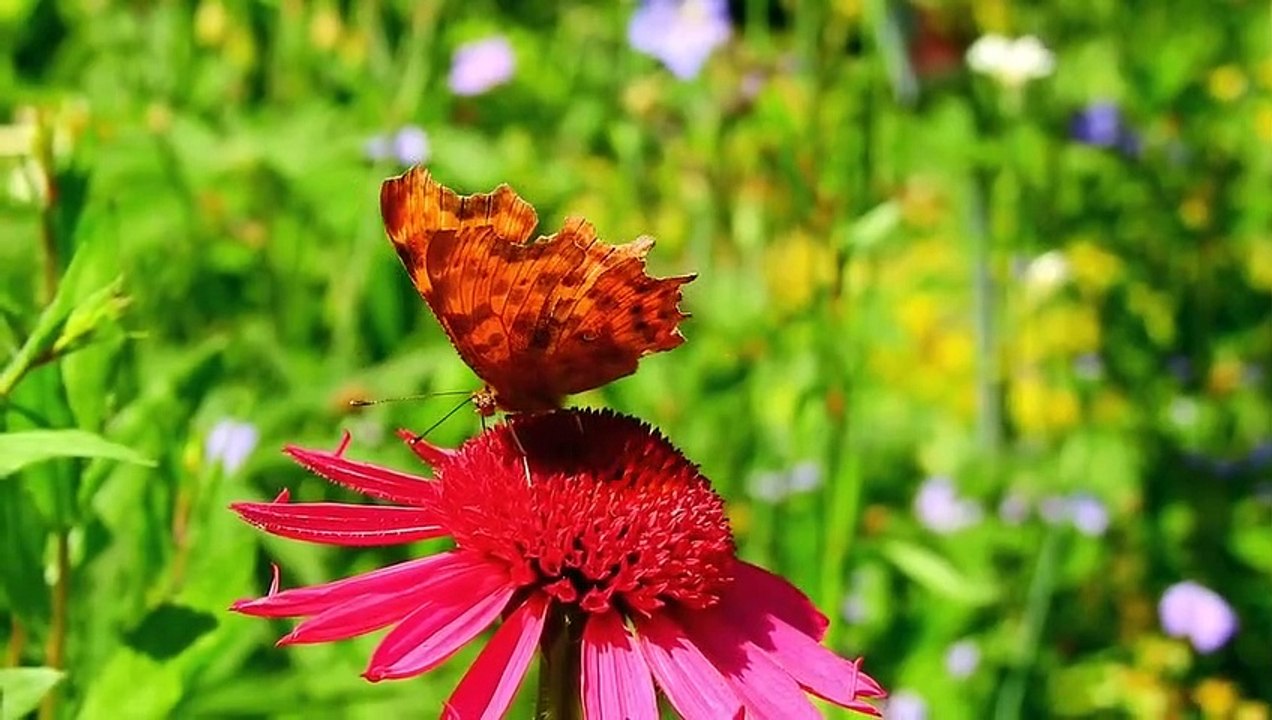 Butterfly Romantic _ 2022 10 26