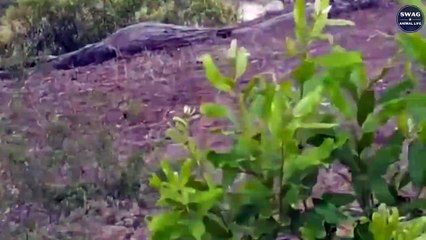 OMG! 7 Most Surprising Predatory Moments Of Leopards   Wild Animal Life