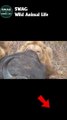 Lion Fight Buffalo To The Death #shorts #animal #animals #shortvideo