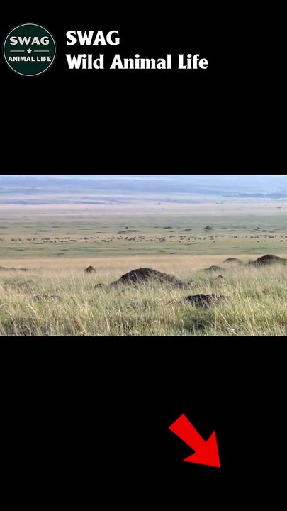 Lion Fight Cheetah To The Death 2 #animal #shorts #shortvideo #animals