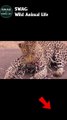 Leopard Fight Porcupine To The Death #animal #shorts #shortvideo #animals