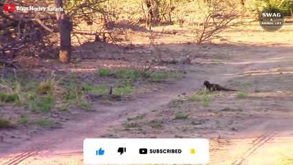 7 Battle Brutal Moments Of Mongoose vs Snake   Wild Animal Life