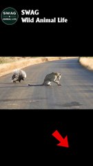 Leopard Fight Porcupine To The Death 2 #animal #shorts #shortvideo #animals