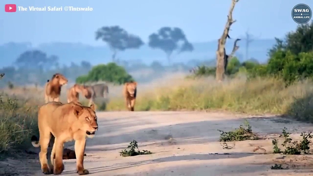 Unfortunate! The Hyena Is Injured While Hunting...