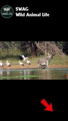 Crocodile vs Zebra #animal #shorts #shortvideo #animals