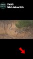 leopard attack hyena 2 #animal #shorts #shortvideo #animals #hyena #leopard