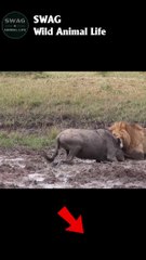 lion fight wildebeest to the death #animal #shorts #shortvideo #animals