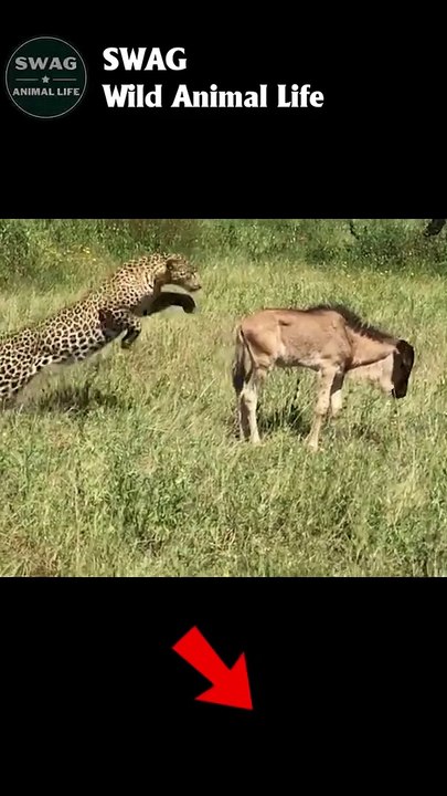 Leopard Gives Baby Wildebeest Last Fright of its Life #animal #shorts #shortvideo #animals