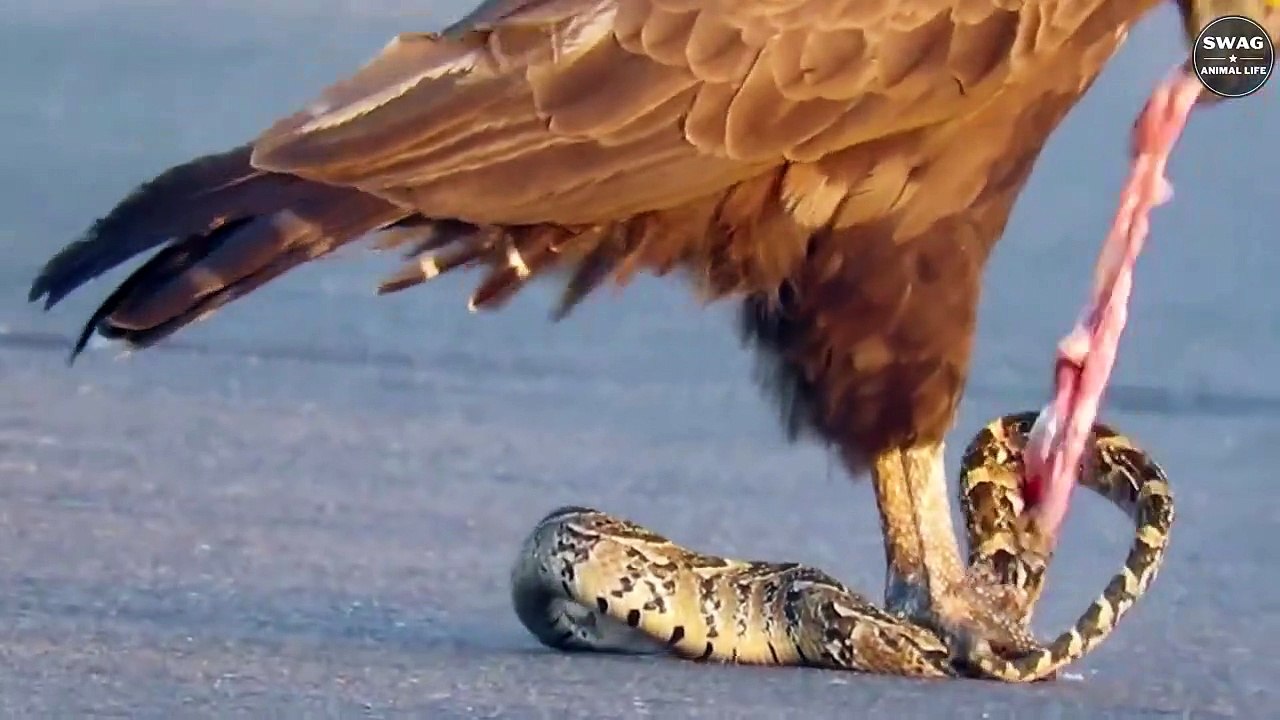 7 Best Moments Eagle Hunting and Eating Prey   Wild Animal Life