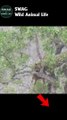 lion attack leopard part 1 #animal #shorts #shortvideo #animals