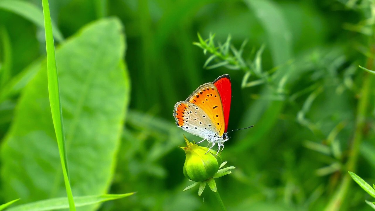 Wonder Butterfly_2022 10 26
