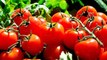 Rüyada domates görmek nedir? Rüyada kırmızı ve yeşil domates görmek ne manaya gelir? Rüyada domates salçası ne demek?