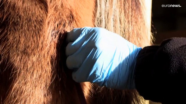 Кровяные фермы : в Исландии выращивают кобыл-доноров крови