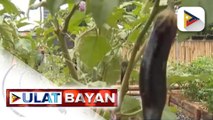Green Revolution 2.0: Plants for Bountiful Barangays Movement, inilunsad ng DA-BPI