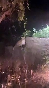 Video...शहर के समीप रामा गांव में आबादी क्षेत्र में दिखा पैंथर ग्रामीणों में दहशत