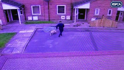 Man caught on CCTV beating dog with mop