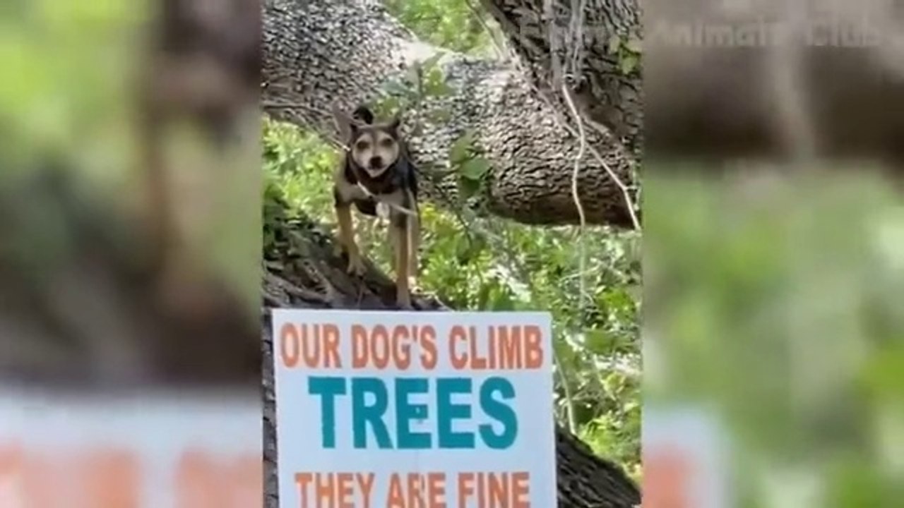 funny animal club part.2